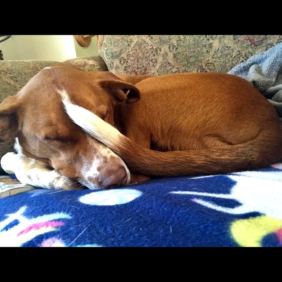 Meet your Posher, Laurel - Picture 1 of 1